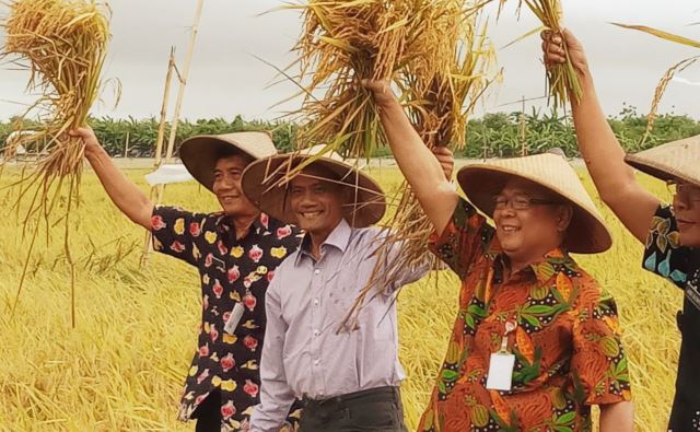 Agung Hendriadi Terkesima di Demak, Padi Menguning Siap Panen Hingga Februari 2018